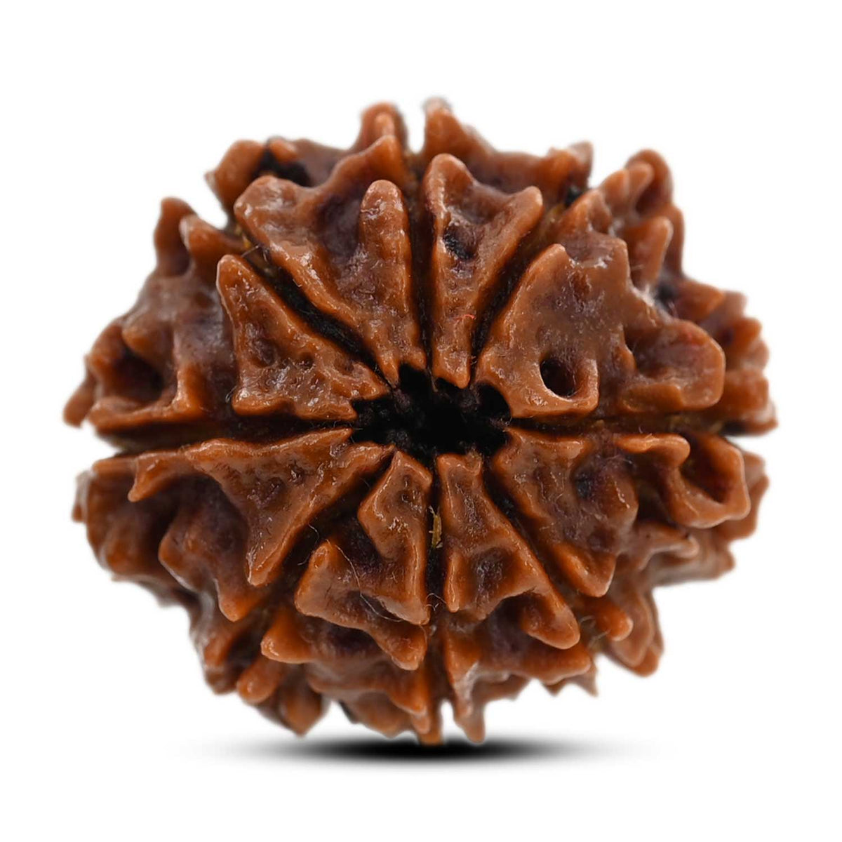8 Mukhi Rudraksha (Nepal) 22.05 M.M.