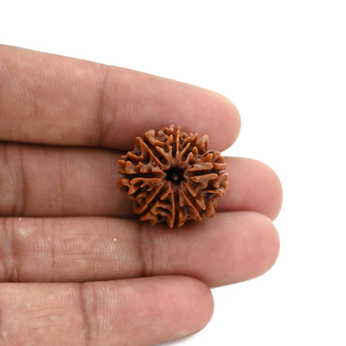 8 Mukhi Rudraksha (Nepal) 22.05 M.M.