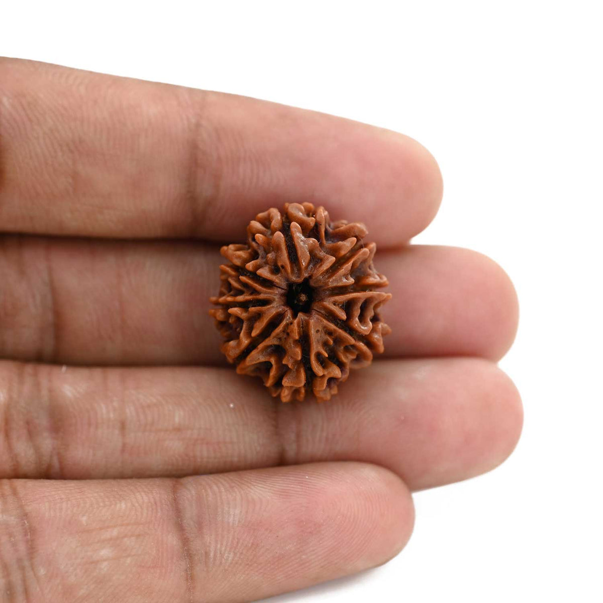 8 Mukhi Rudraksha (Nepal) 22.05 M.M.