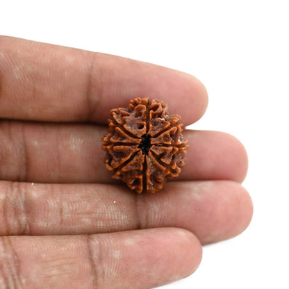 8 Mukhi Rudraksha (Nepal) 22.05 M.M.