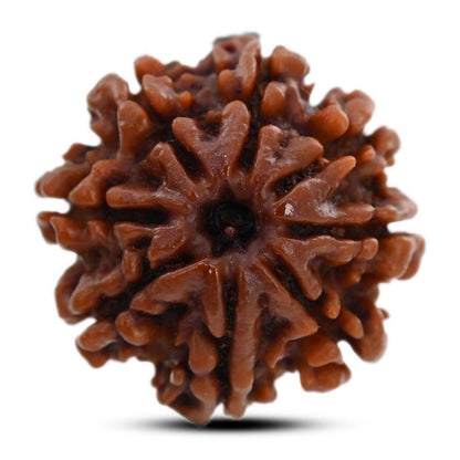 8 Mukhi Rudraksha (Nepal) 21.64 M.M.