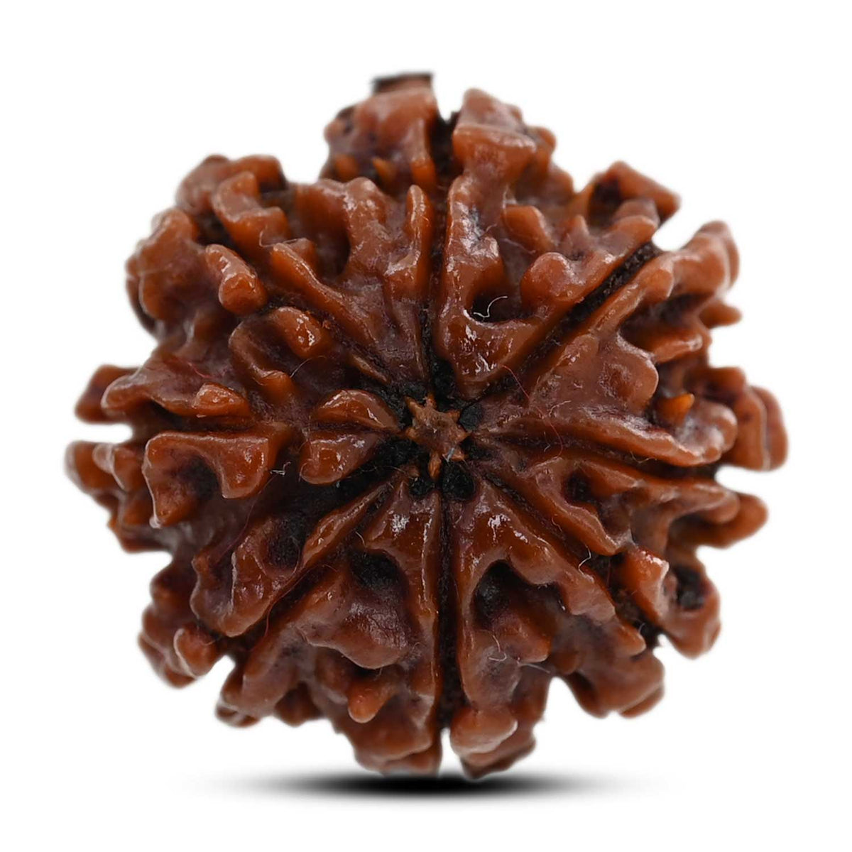 8 Mukhi Rudraksha (Nepal) 21.64 M.M.