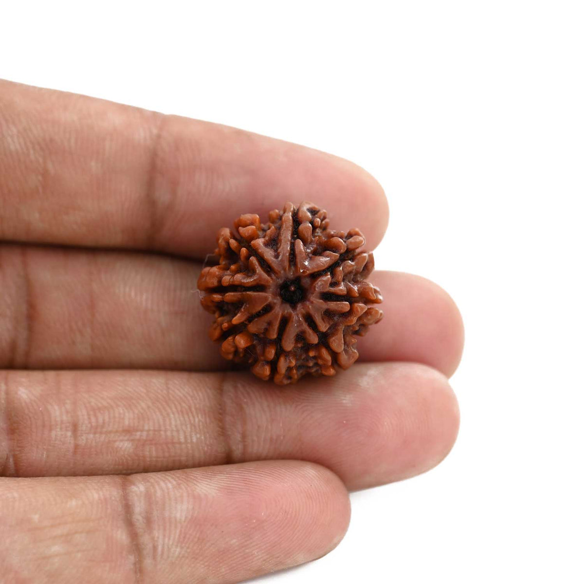 8 Mukhi Rudraksha (Nepal) 21.64 M.M.