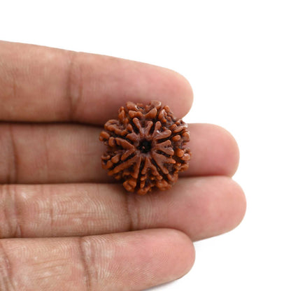 8 Mukhi Rudraksha (Nepal) 21.64 M.M.