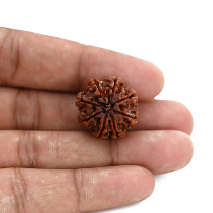 8 Mukhi Rudraksha (Nepal) 21.64 M.M.