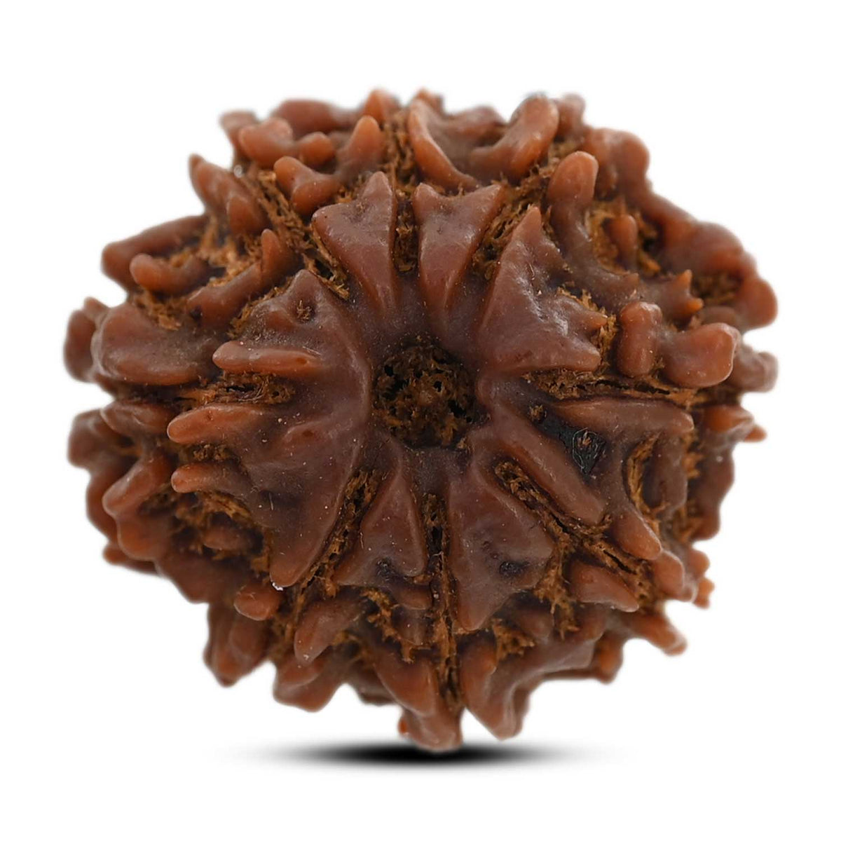 8 Mukhi Rudraksha (Nepal) 21.52 M.M.