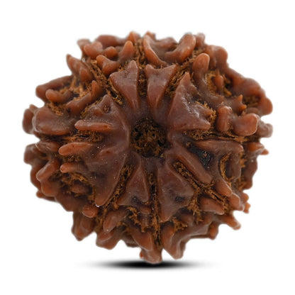 8 Mukhi Rudraksha (Nepal) 21.52 M.M.