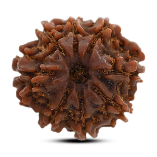 8 Mukhi Rudraksha (Nepal) 21.52 M.M.