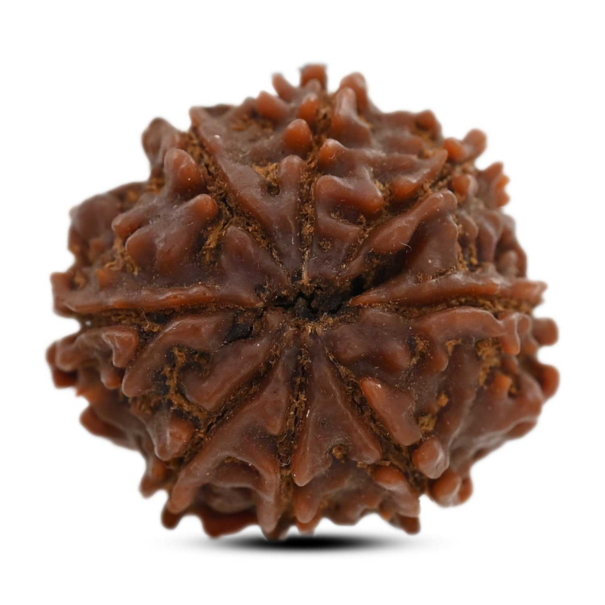 8 Mukhi Rudraksha (Nepal) 21.52 M.M.