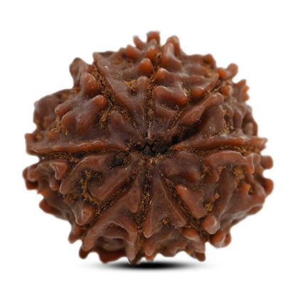 8 Mukhi Rudraksha (Nepal) 21.52 M.M.