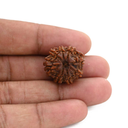 8 Mukhi Rudraksha (Nepal) 21.52 M.M.