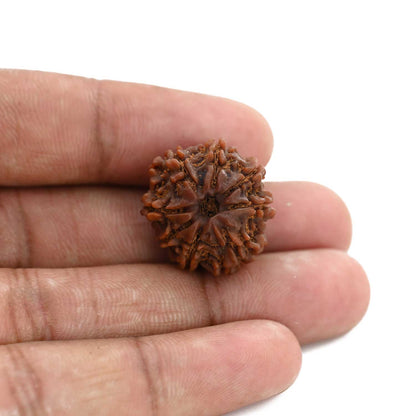 8 Mukhi Rudraksha (Nepal) 21.52 M.M.