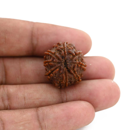 8 Mukhi Rudraksha (Nepal) 21.52 M.M.