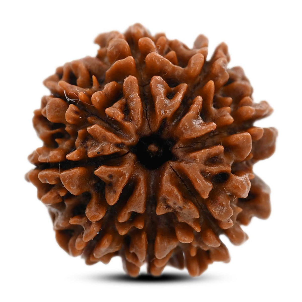 8 Mukhi Rudraksha (Nepal) 20.87 M.M.
