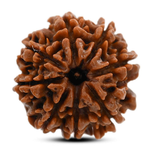 8 Mukhi Rudraksha (Nepal) 20.87 M.M.
