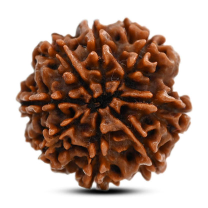 8 Mukhi Rudraksha (Nepal) 20.87 M.M.