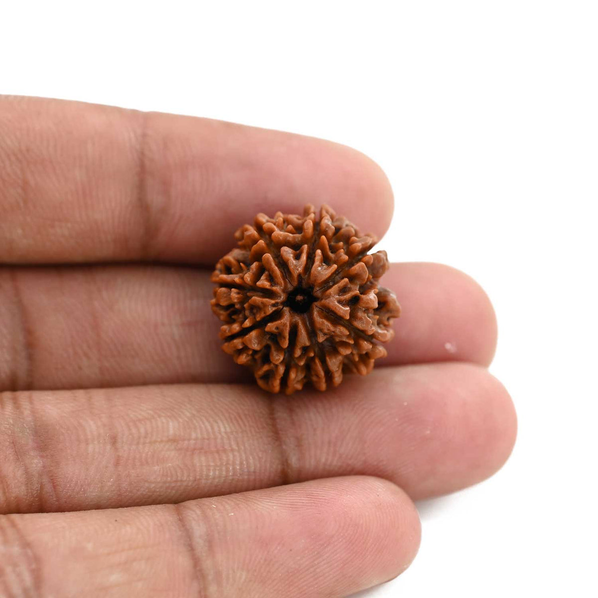 8 Mukhi Rudraksha (Nepal) 20.87 M.M.