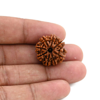 8 Mukhi Rudraksha (Nepal) 20.87 M.M.
