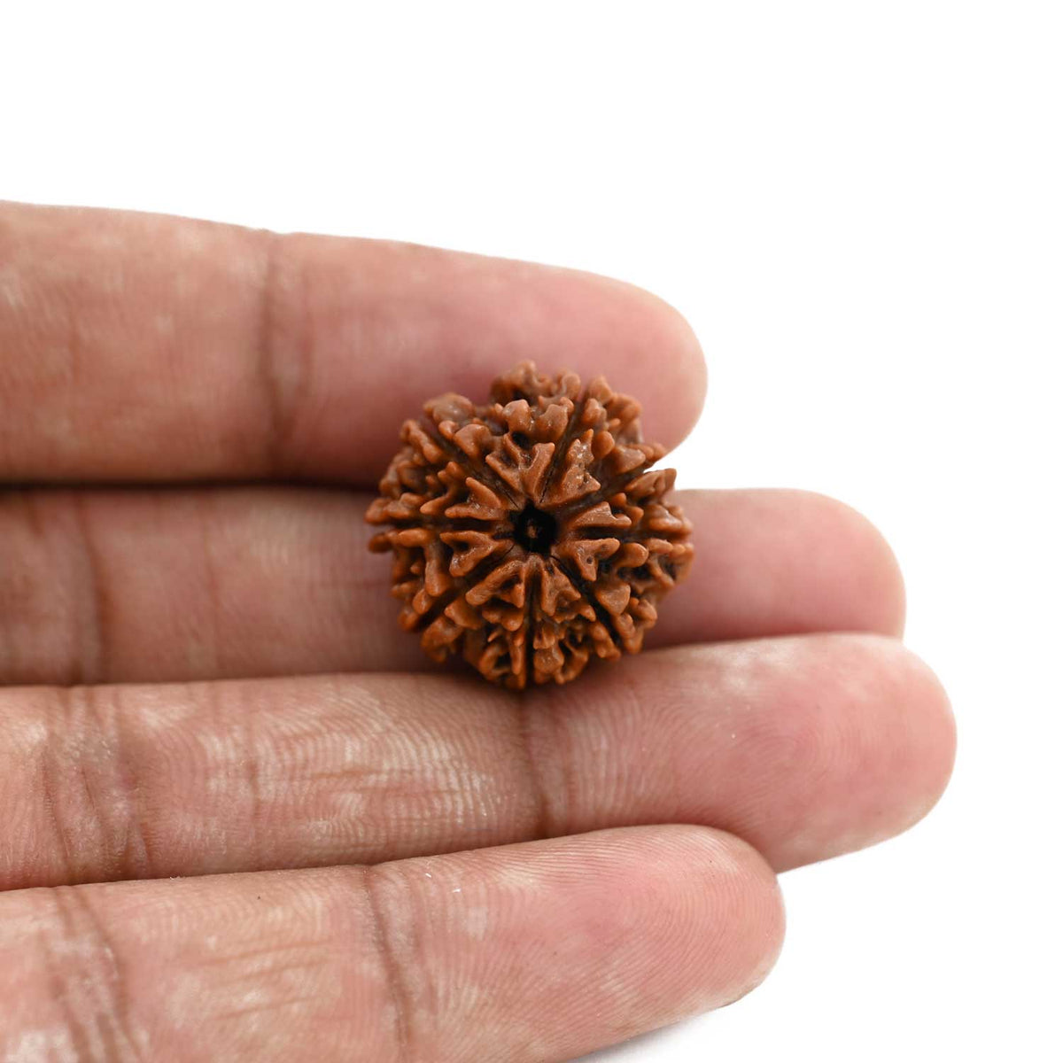 8 Mukhi Rudraksha (Nepal) 20.87 M.M.