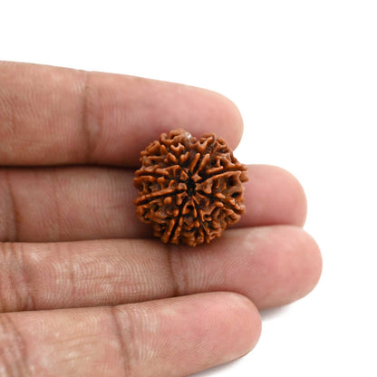 8 Mukhi Rudraksha (Nepal) 20.87 M.M.