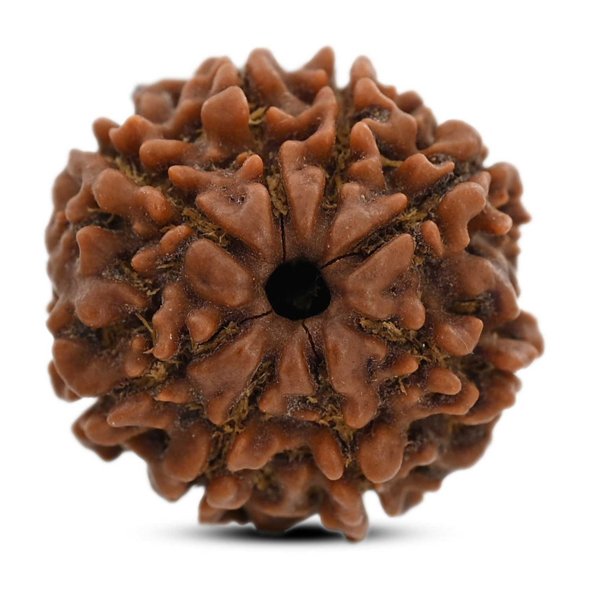 8 Mukhi Rudraksha (Nepal) 20.64 M.M.