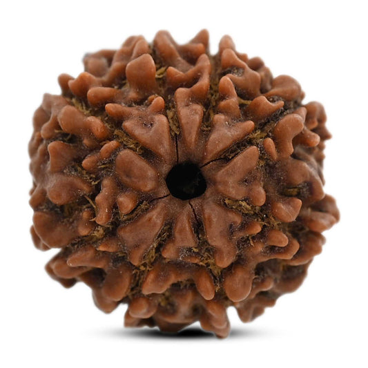 8 Mukhi Rudraksha (Nepal) 20.64 M.M.
