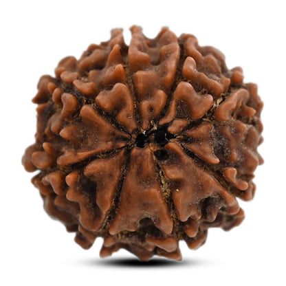 8 Mukhi Rudraksha (Nepal) 20.64 M.M.