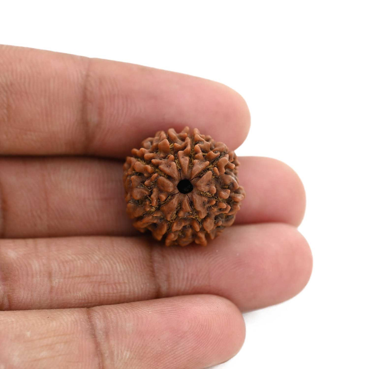 8 Mukhi Rudraksha (Nepal) 20.64 M.M.