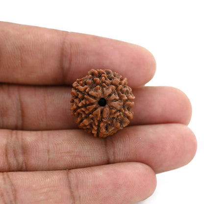8 Mukhi Rudraksha (Nepal) 20.64 M.M.