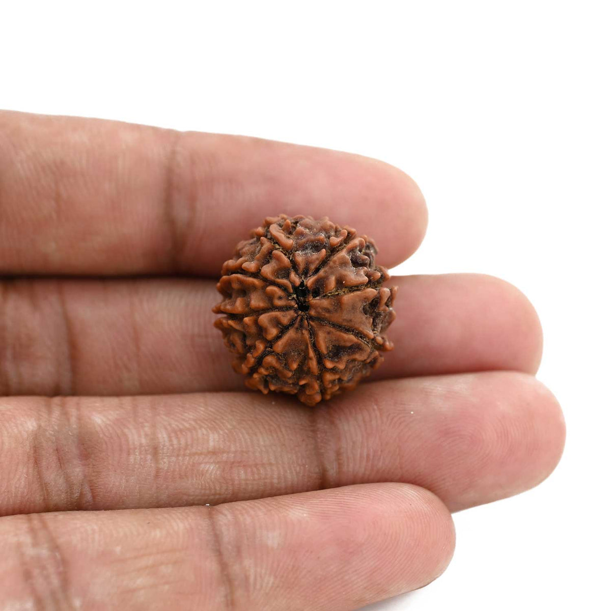 8 Mukhi Rudraksha (Nepal) 20.64 M.M.