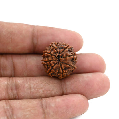 8 Mukhi Rudraksha (Nepal) 20.64 M.M.
