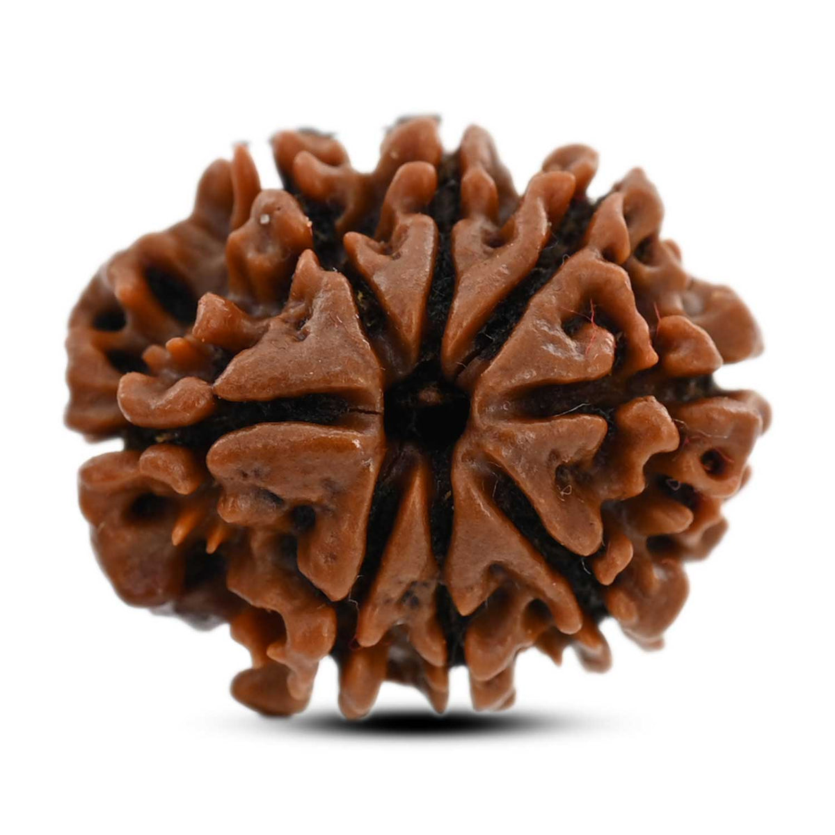 8 Mukhi Rudraksha (Nepal) 21.46 M.M.