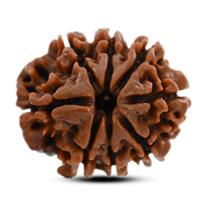 8 Mukhi Rudraksha (Nepal) 21.46 M.M.