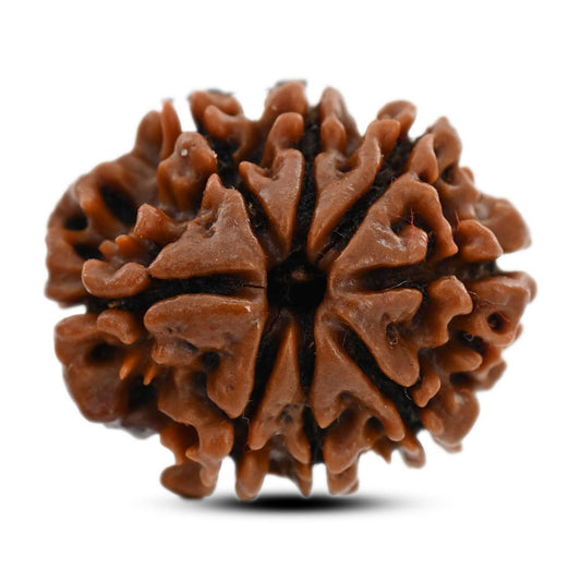 8 Mukhi Rudraksha (Nepal) 21.46 M.M.
