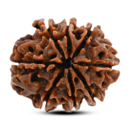8 Mukhi Rudraksha (Nepal) 21.46 M.M.