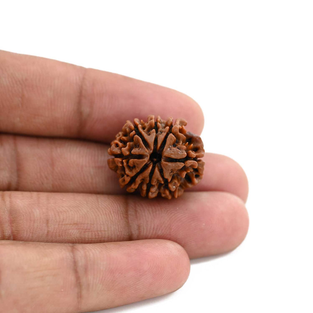 8 Mukhi Rudraksha (Nepal) 21.46 M.M.