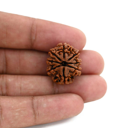 8 Mukhi Rudraksha (Nepal) 21.46 M.M.