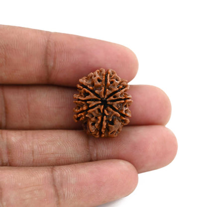 8 Mukhi Rudraksha (Nepal) 21.46 M.M.