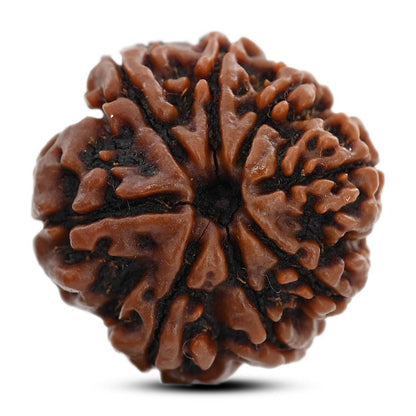 8 Mukhi Rudraksha (Nepal) 22.08 M.M.
