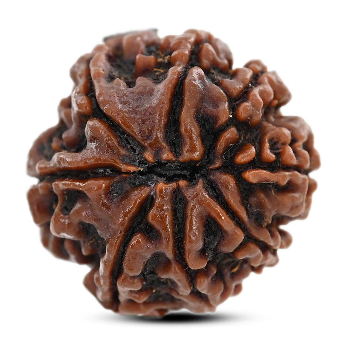 8 Mukhi Rudraksha (Nepal) 22.08 M.M.