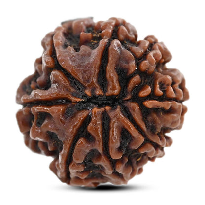 8 Mukhi Rudraksha (Nepal) 22.08 M.M.