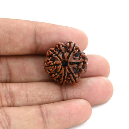 8 Mukhi Rudraksha (Nepal) 22.08 M.M.
