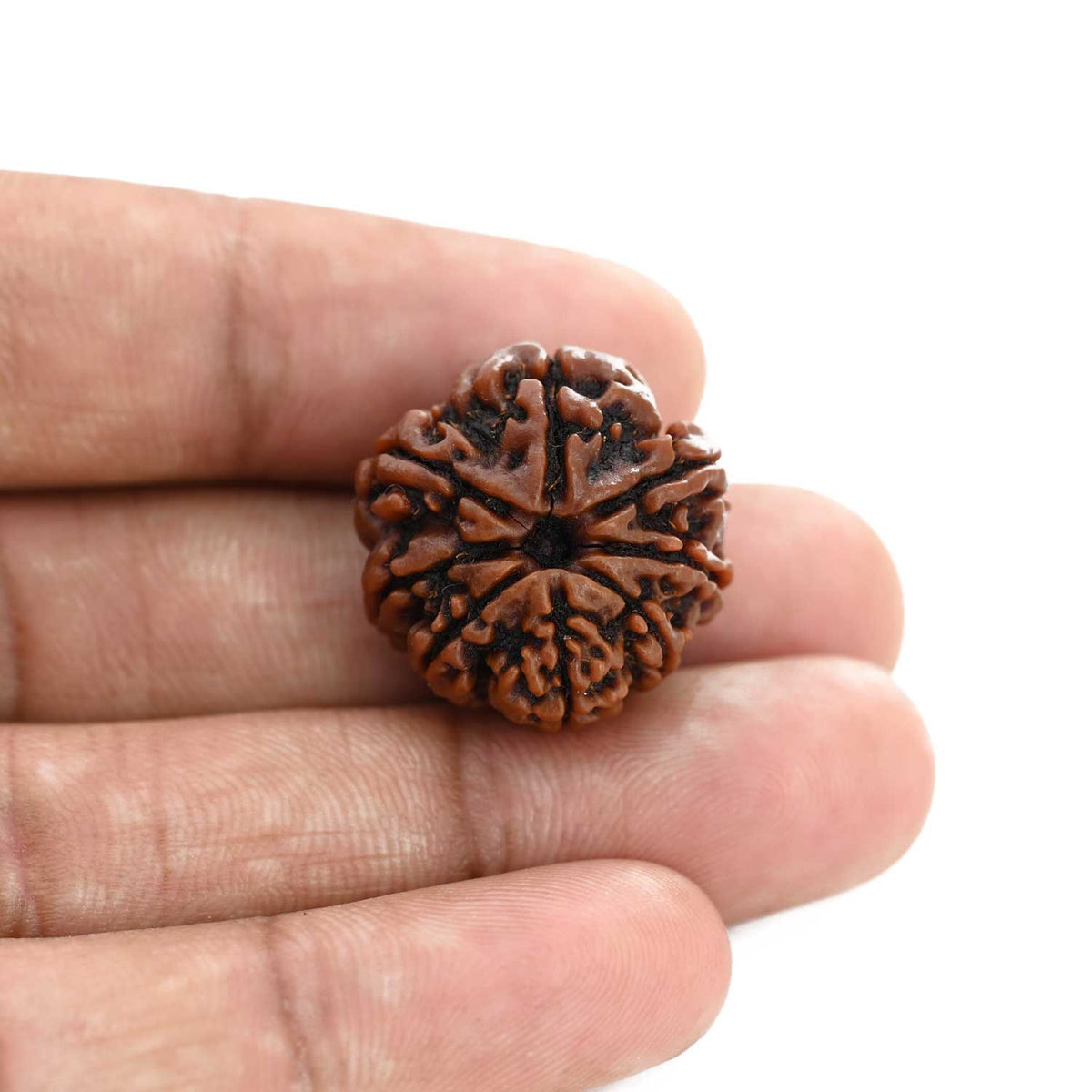 8 Mukhi Rudraksha (Nepal) 22.08 M.M.
