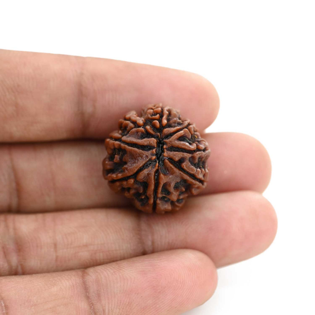 8 Mukhi Rudraksha (Nepal) 22.08 M.M.