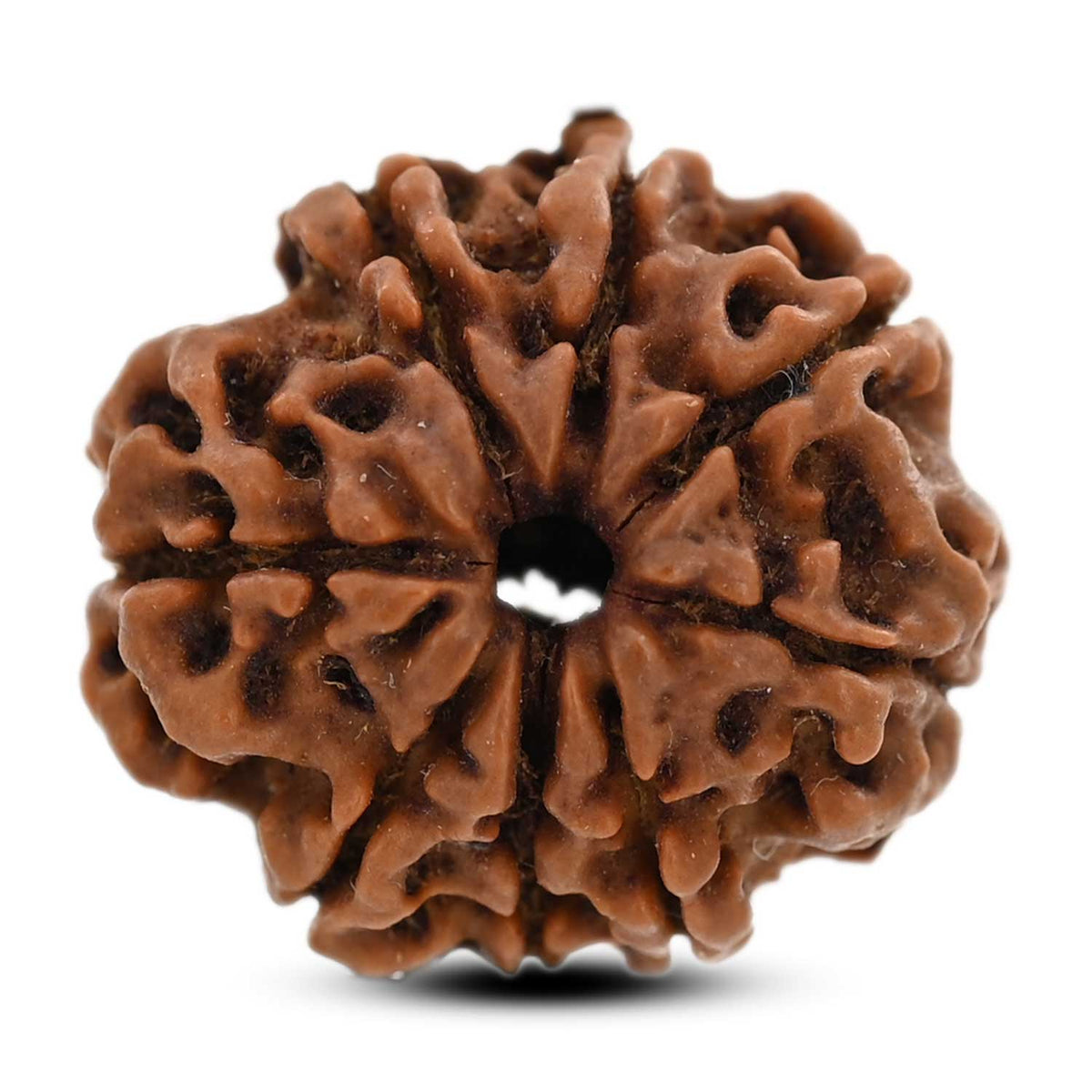 8 Mukhi Rudraksha (Nepal) 21 M.M.