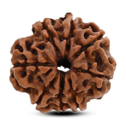 8 Mukhi Rudraksha (Nepal) 21 M.M.