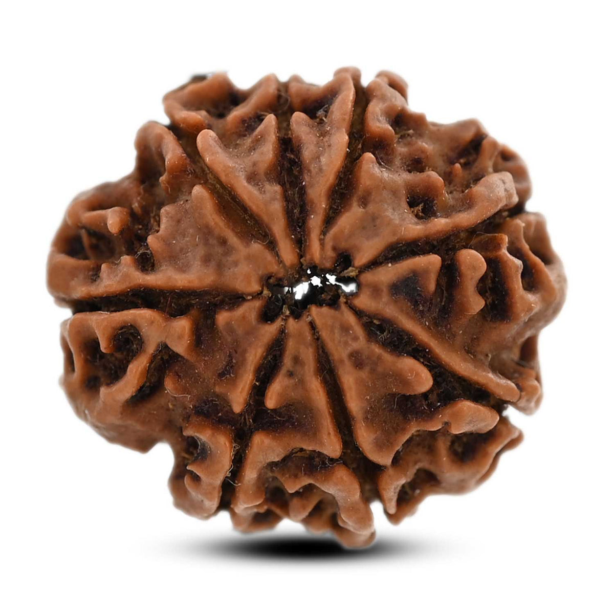 8 Mukhi Rudraksha (Nepal) 21 M.M.