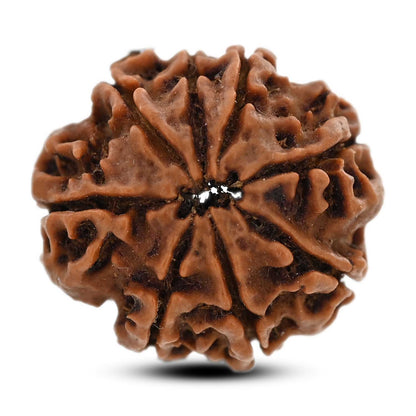 8 Mukhi Rudraksha (Nepal) 21 M.M.