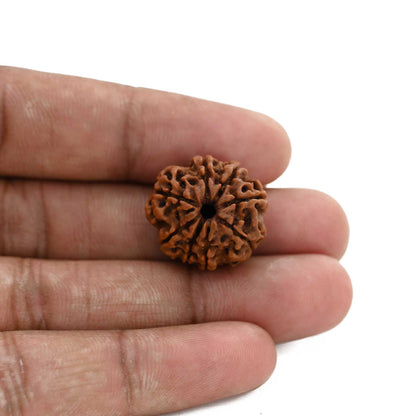 8 Mukhi Rudraksha (Nepal) 21 M.M.