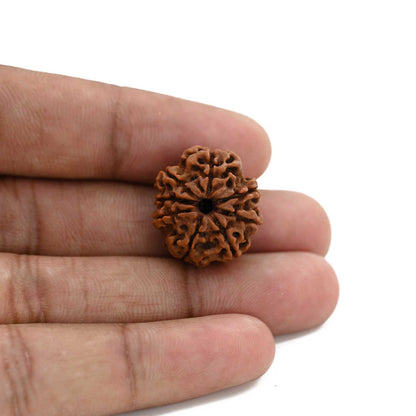 8 Mukhi Rudraksha (Nepal) 21 M.M.